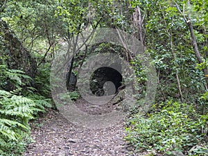 Path at mysterious Laurel forest Laurisilva, lush subtropical rainforest and tunnel at hiking trail Los Tilos, La Palma photo