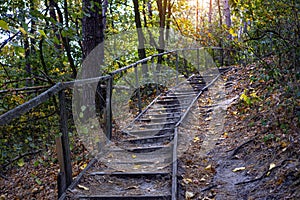 Path in natural parkland. Scenic autumn forest road with old wooden steps