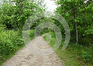 Path in naturePath in nature