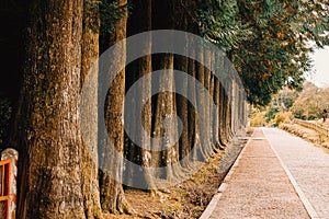 Path near a lot of centenarian trees in the forest during autumn