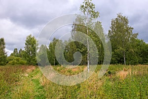 Path next to a young birch growing on a field