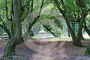 Path in nice old park.