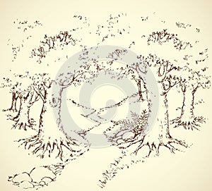 Path among oak groves. Vector drawing