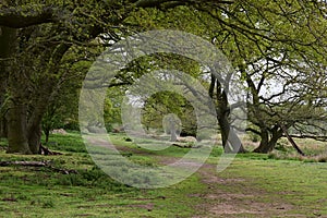 Path Through Oak Trees in Spring, Redgrave and Lopham Fen, Suffolk, England, UK