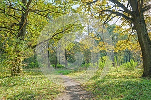 Path among the oaks