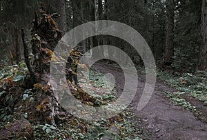 path in old dark spruce forest with fallen trunks