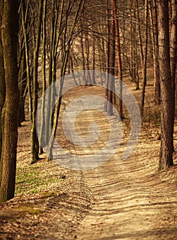 Path in old forest, road between trees