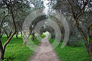 Path among olive trees