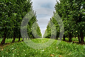 Path in an organic apple orchard with many rows of apple trees