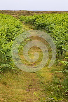 Path at Ouessant Island Brittany France