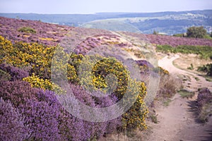 Path Over Purple Heather Moors photo