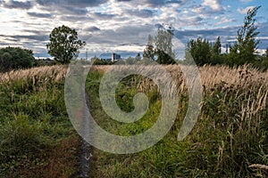 Path overgrown with high dry grass and cloudy sky