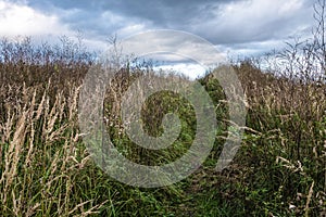A path overgrown with tall dry grass against the background of a cloudy sky