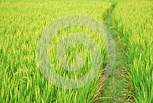 Path in the paddy fields