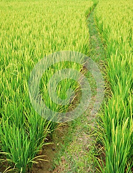 Path in the paddy fields