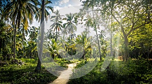 Path on a Palm Tree Forest - Tayrona Natural National Park, Colombia photo