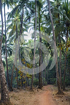 Path through the palm tree jungle, Goa, India