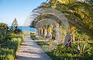 Path with palms in a mediterranean resort