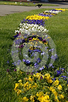 A path of pansies in the grass