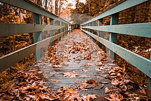 Path in the Park