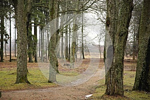 Path in the park