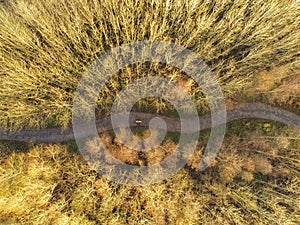Path in a park, aerial view.