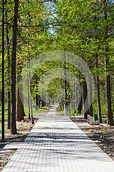 Path in the park alley under the trees