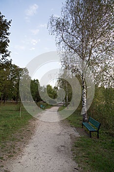 A path in the park with birches and banches