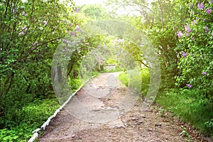 The path in the park with blossoming lilac