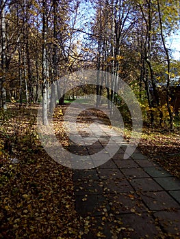 The path in the Park, covered with fallen autumn leaves