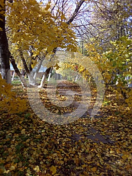 The path in the Park, covered with fallen autumn leaves