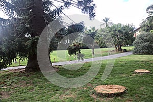 Path in a park with cutted trunks and a bunya pine at the edge of it