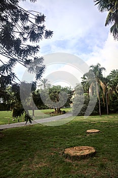 Path in a park with cutted trunks and a bunya pine at the edge of it