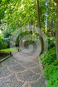 The path in the park is figuratively laid out with a colored pavement between the trees