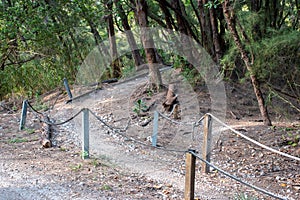 Path in park forest with mountaineering bike lanes