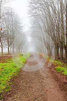 path in the park. leafless trees in fog
