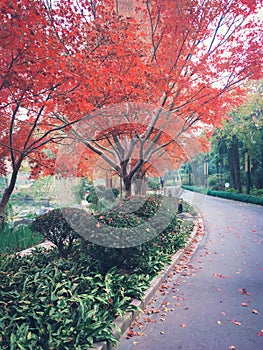 A path in the park with maple trees