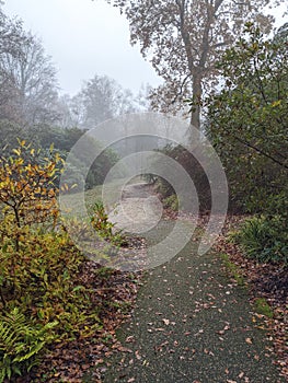 Path through a park on a misty winter morning