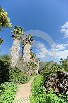 A path in a park with palm trees.