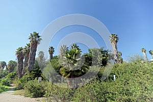 A path in a park with palm trees.