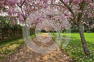 Path in the park surrounded by blossomed Chienese magnolia trees