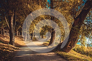 Path in park, tree tunnel