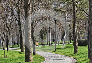 Path in the park among trees and grassy lawns