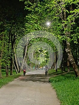 a path in a park with trees photo