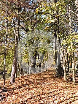 Path in park