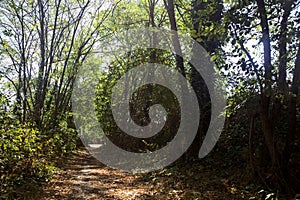 Path partially in the shade in a park on a sunny day