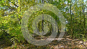 Path that passes through the forest, in autumn