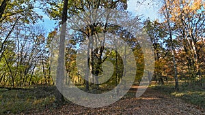 Path that passes through the forest, in autumn
