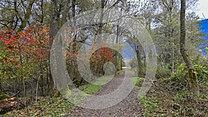 Path that passes through the forest, in autumn