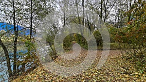 Path that passes through the forest, in autumn